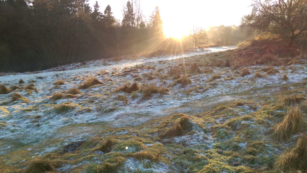 Frost and sun on heathland